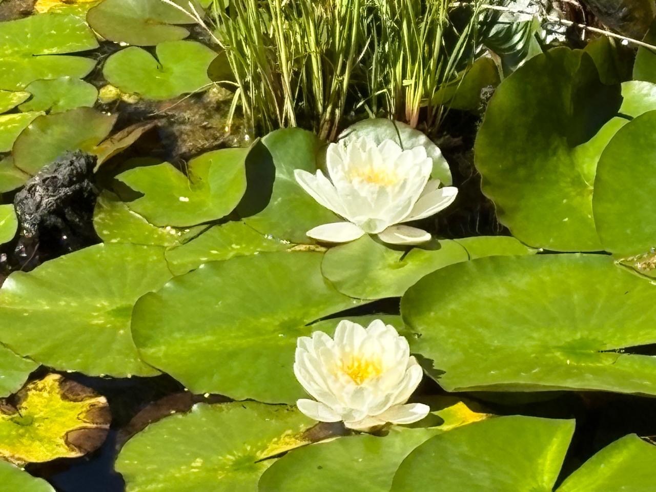 Water lilies in spring 